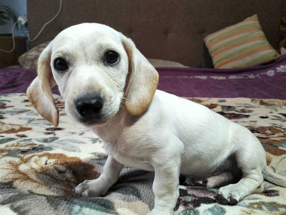 Цуценята мініатюрної такси