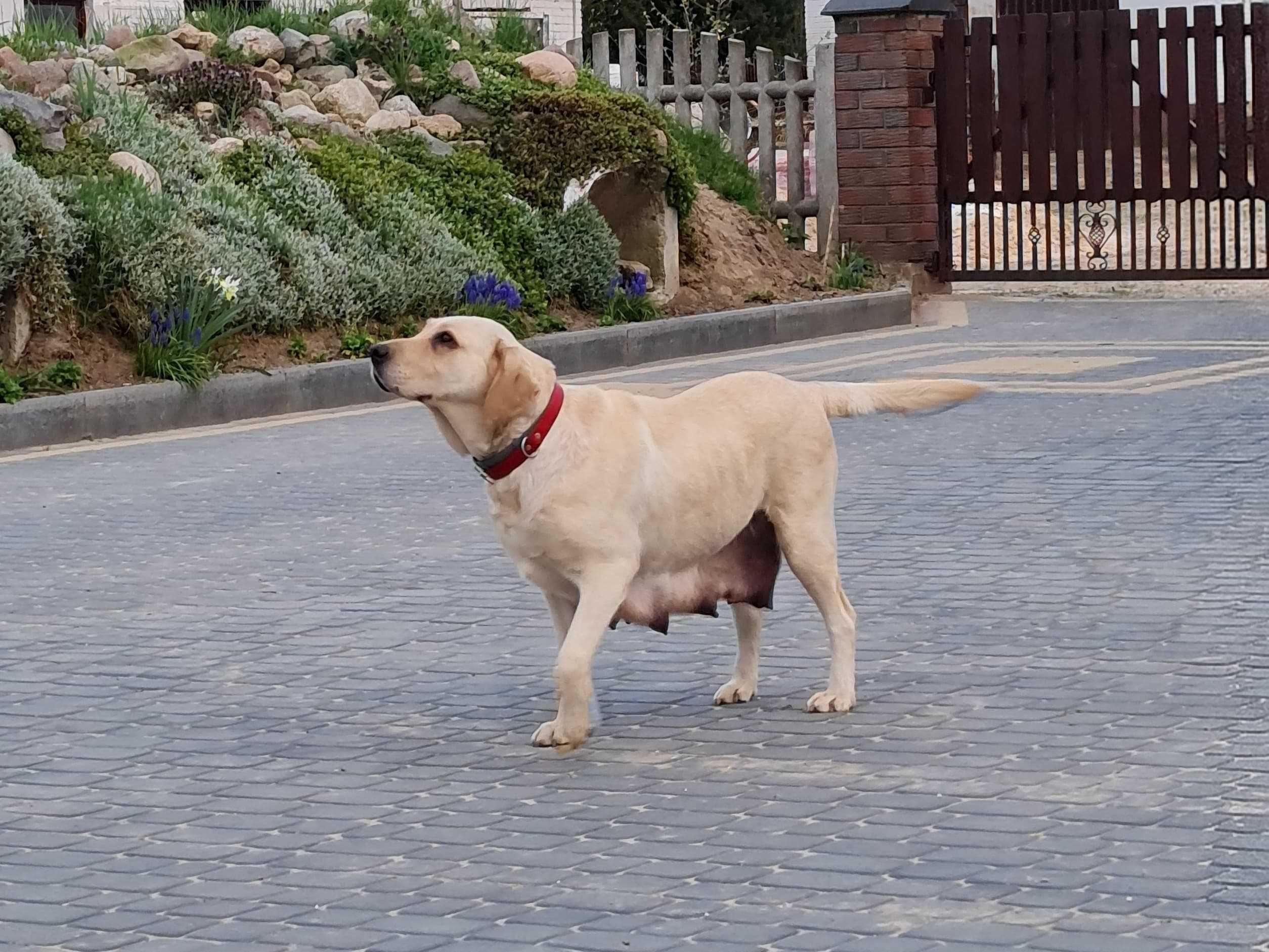 Labrador retriver