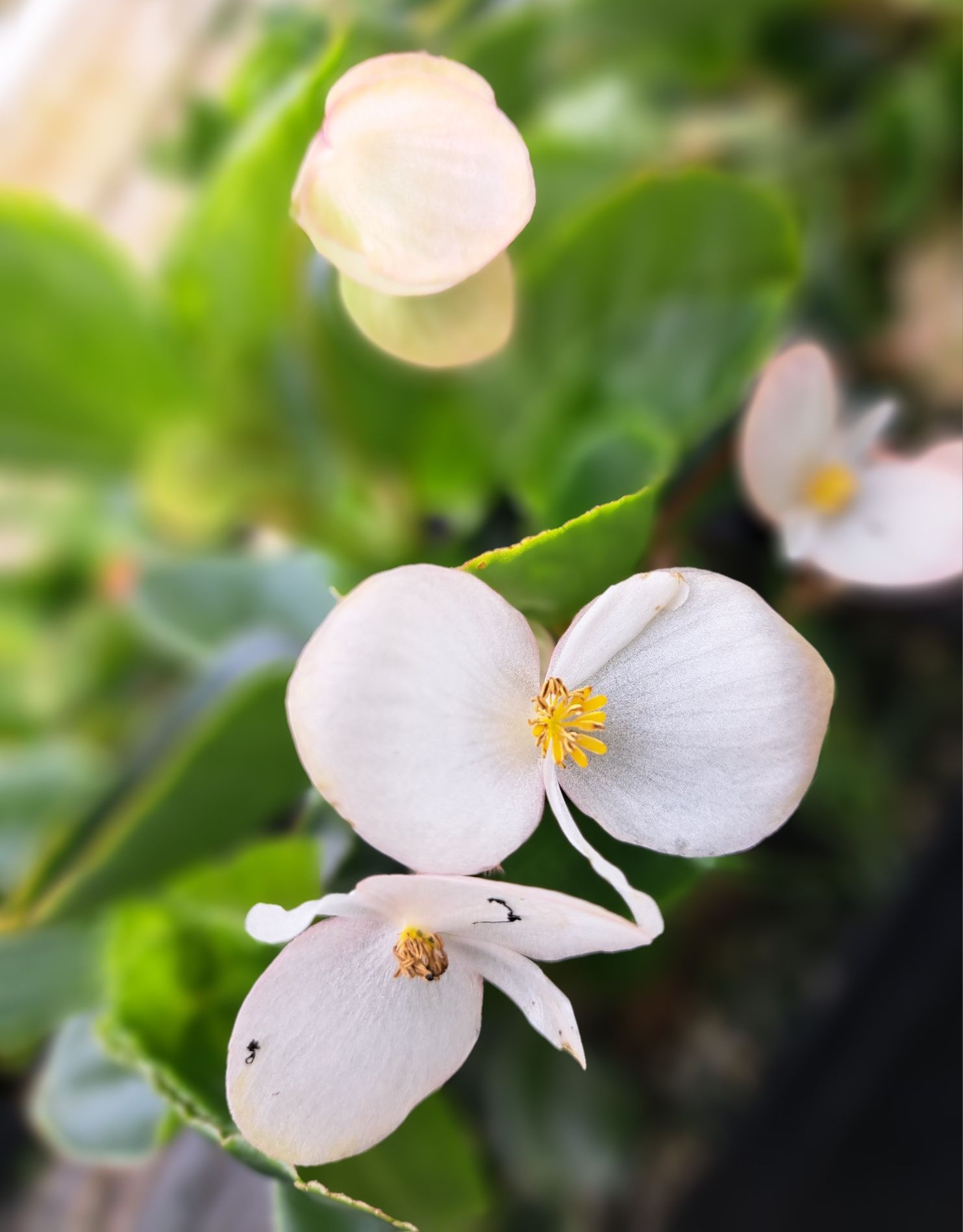 Pelargonie, Begonia, Niecierpki, fuksje