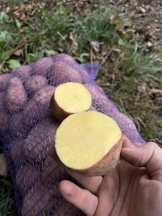 Продам картоплю «Белла Росса - Торнадо - Мелоді»