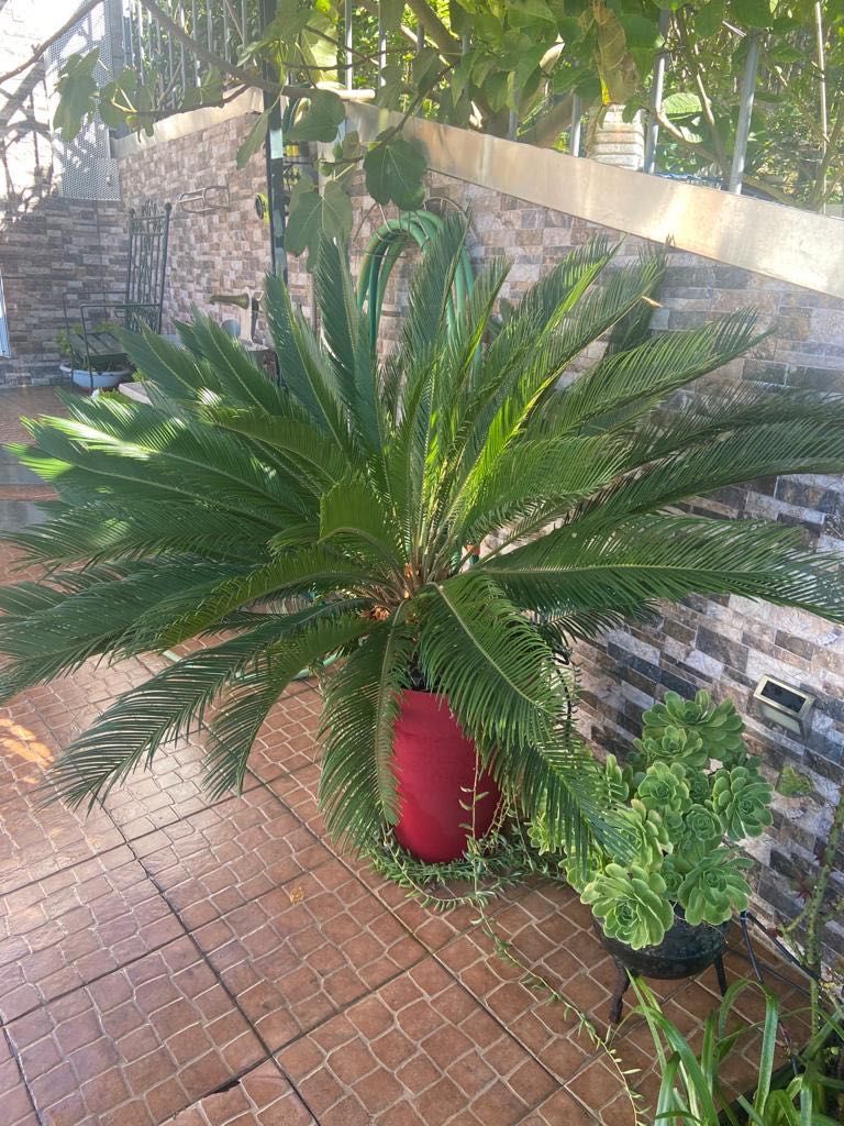 Palmeira Cica grande (opção c/ vaso)