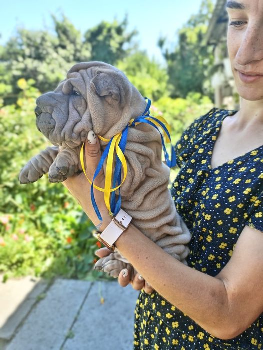 Шарпей щенки продаж