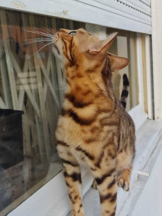 Gatinho bengal com Lop excepcional