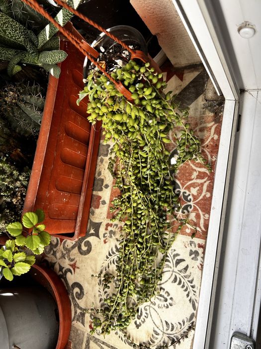 Suculentas “colares”