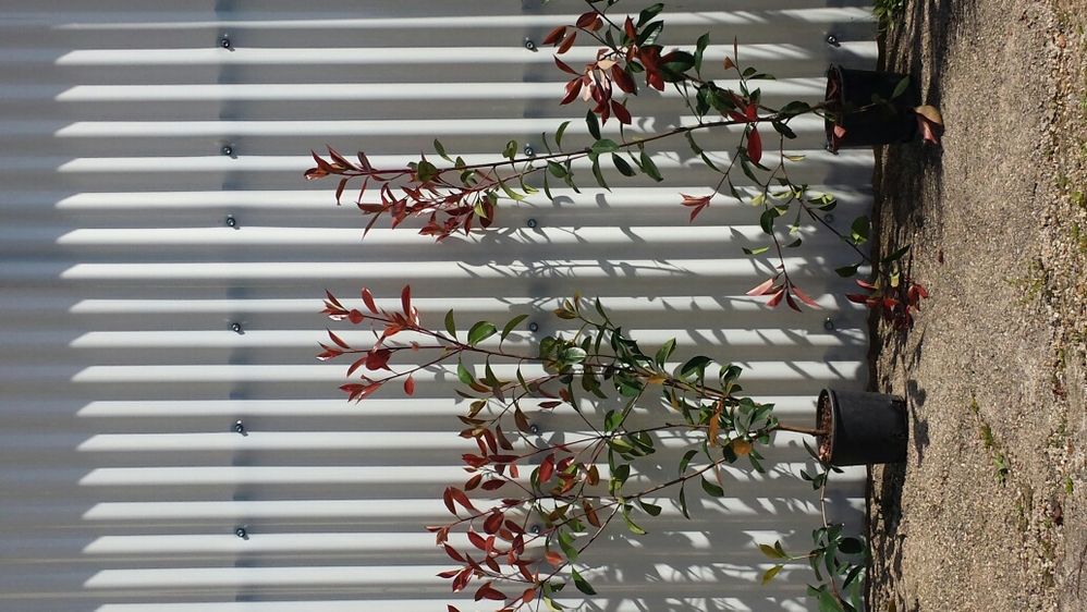 200 photinias para sebes