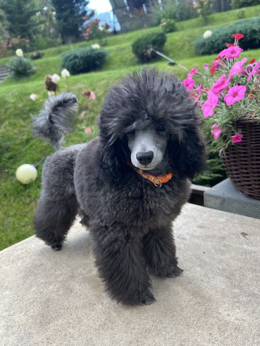 Pudel toy szary / srebrny  ZKwP FCI