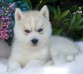 Siberian Husky piesek platynowy niebieskooki ZKwP