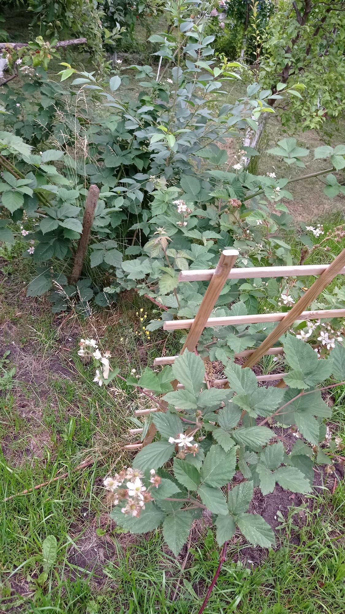 Działka ROD Odrodzenie