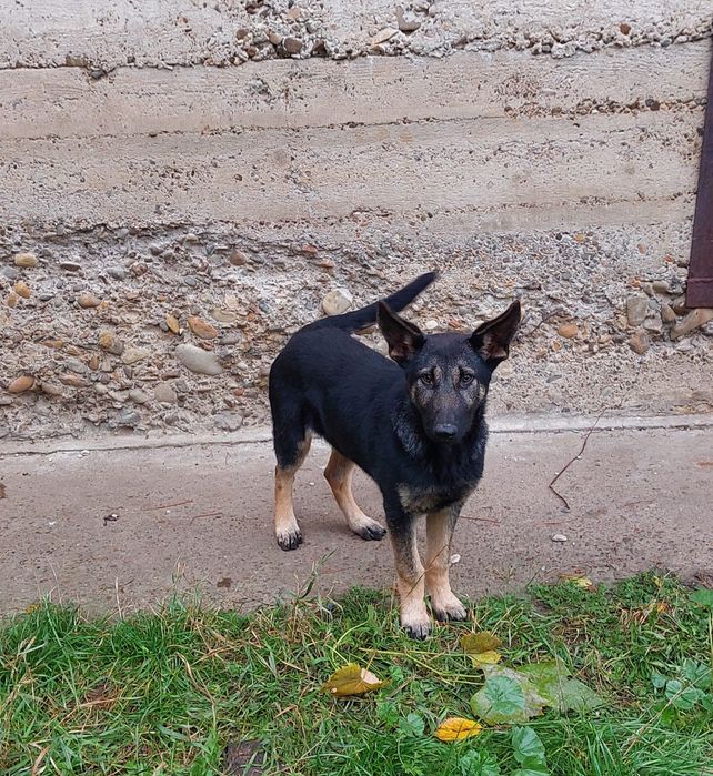 Німецька вівчарка