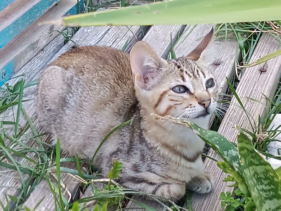 Gatinha meiguinha para Adoção Responsável