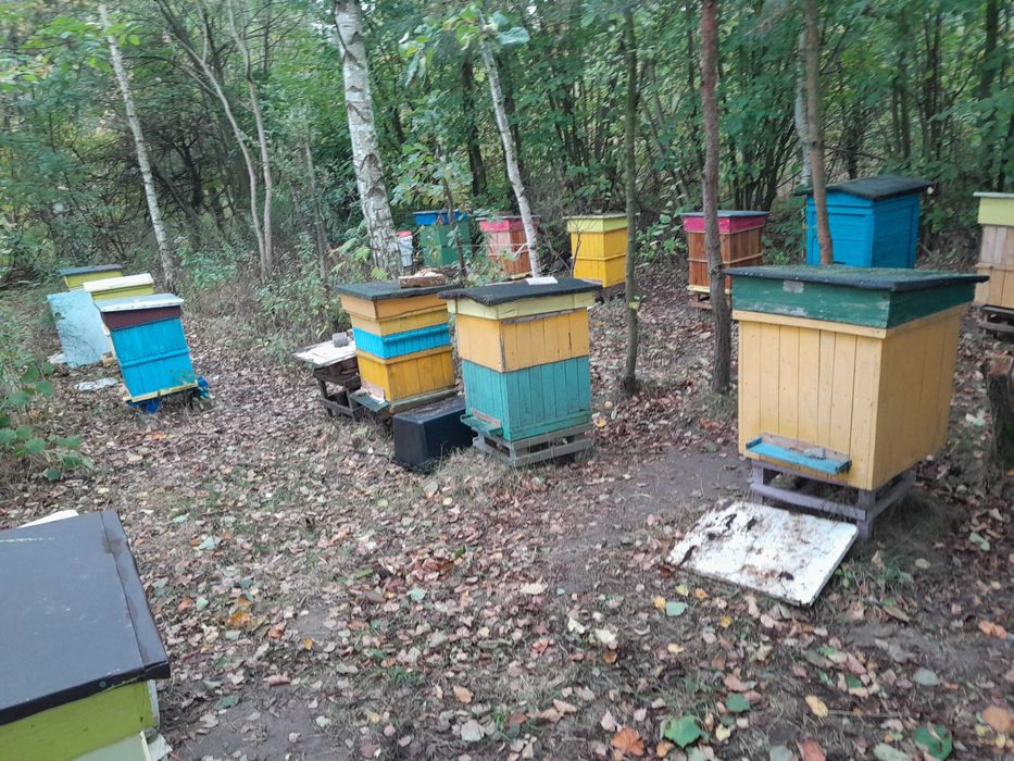 Ule wielkopolskie z rodzinami pszczelimi - dokarmione na zimę
