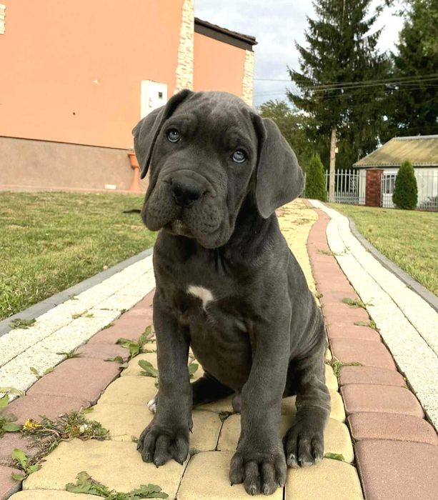 Cane corso błękitne