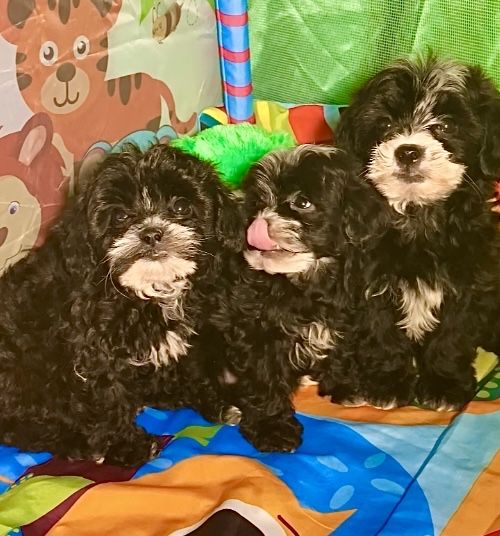 Розкішне пухнасте щастячко міні мальтипу F1