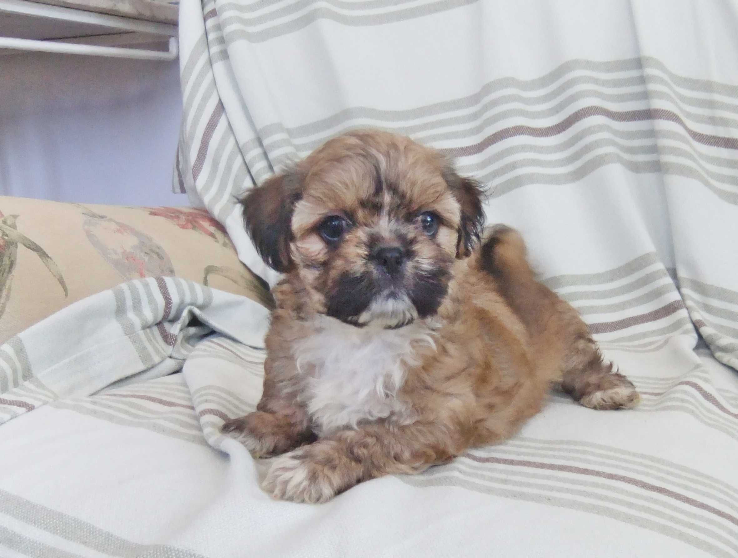 Cachorro shih-tzu excelentes exemplares