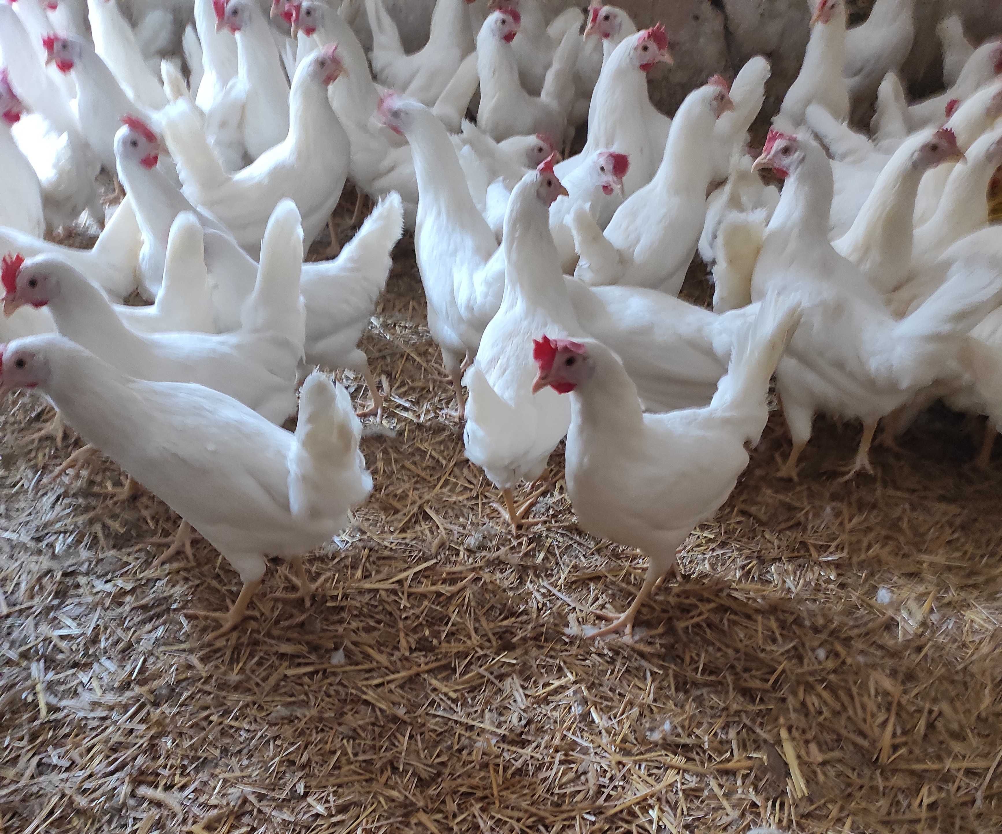 Leghorn młode kury nioski kurki Rossa kokoszki lenghorny na jajka