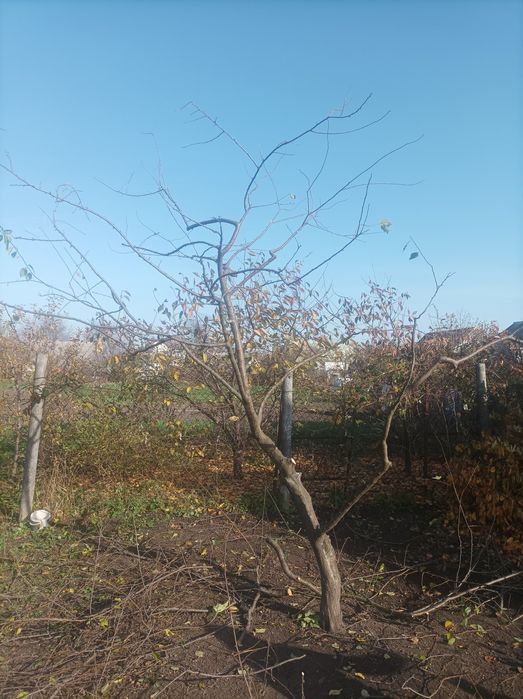 Розчищення дерев