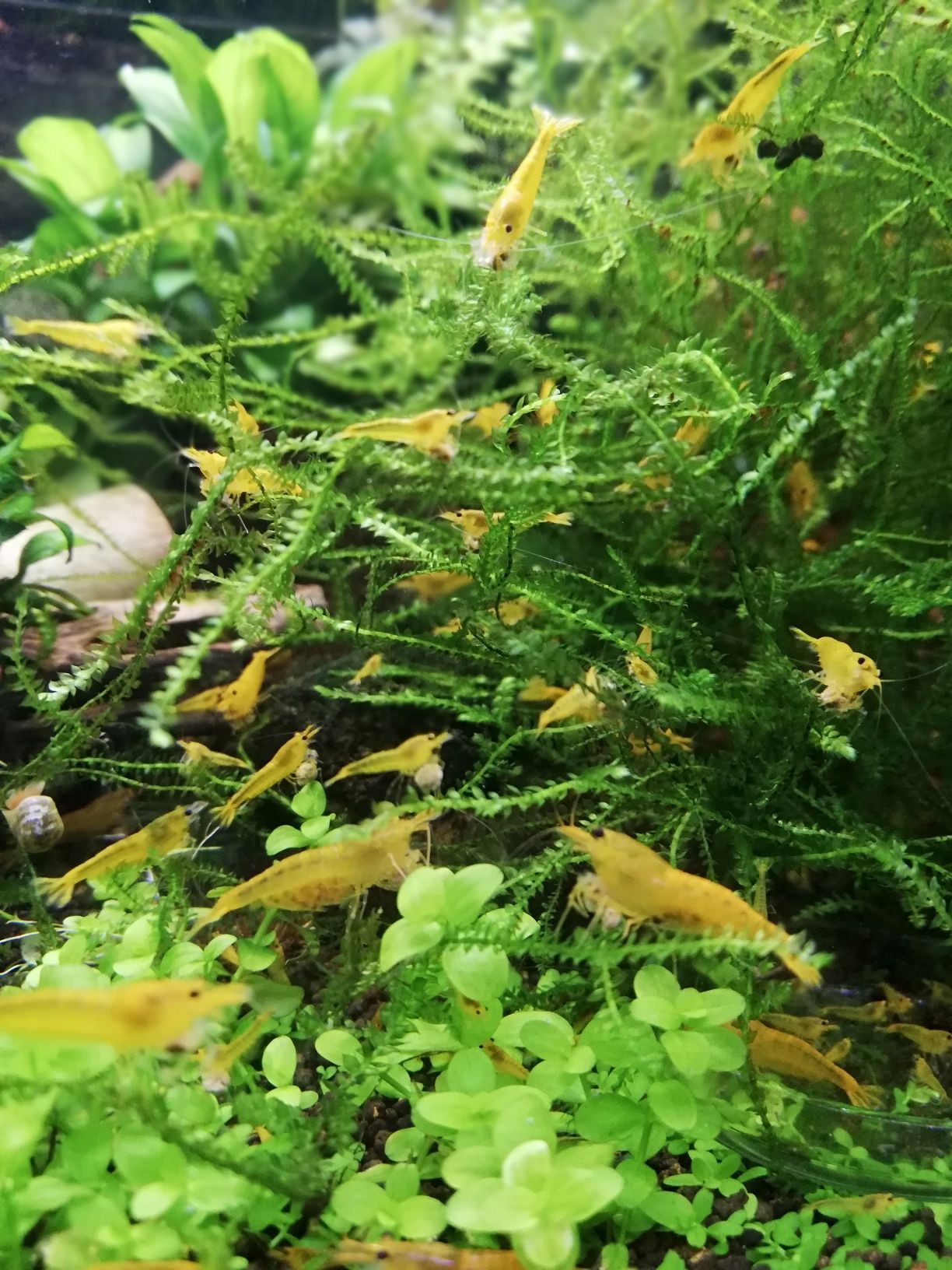 Sprzedam krewetki caridina yellow King kong