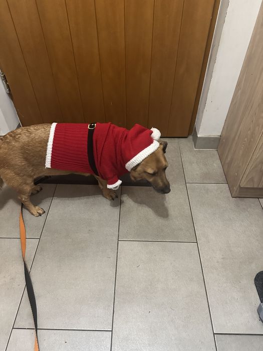 Wychodzenie z Psami na spacer