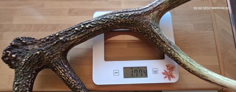 Jedna strona poroża Jelenia