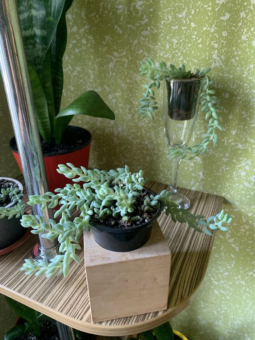 Седум(очиток)Моргана