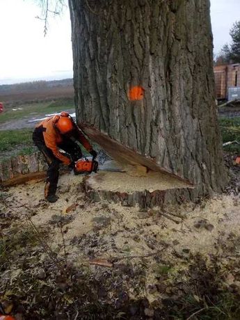 Wycinka drzew frezowanie pni karczowanie mulczowanie Wielkopolska