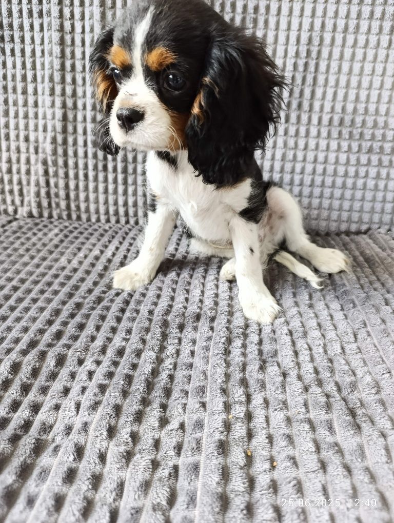 Ostatni piesek!! Cavalier King Charles Spaniel