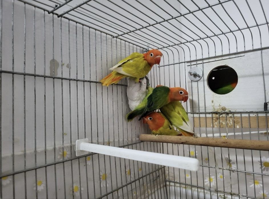 Agapornis/ inseparáveis