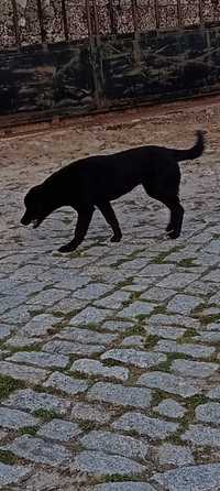 Cão  de porte medio para o pequeno