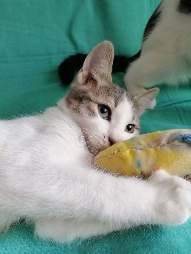 Котята ищут любящую семью