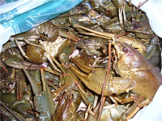 Раки живі,смачні