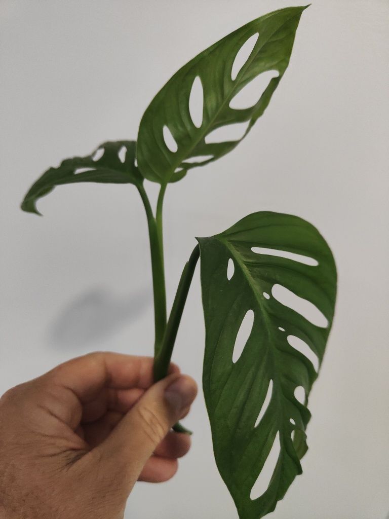 Monstera adansonii ou obliqua (folhas grandes), já em vaso.
