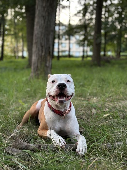 Oddam pieska rasa pit bull