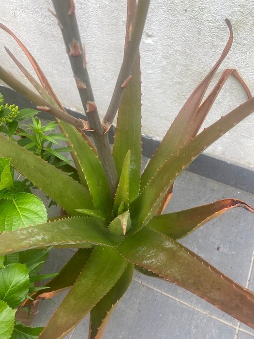 Vaso com Planta aloe vera de grande dimensao