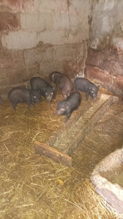 В'єтнамські поросята