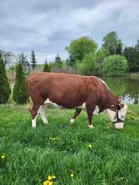 Krowa wysokocielna Hereford