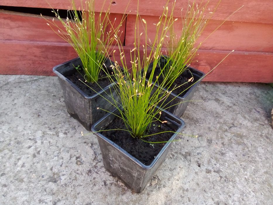 Изолепис ( брызги шампанского )