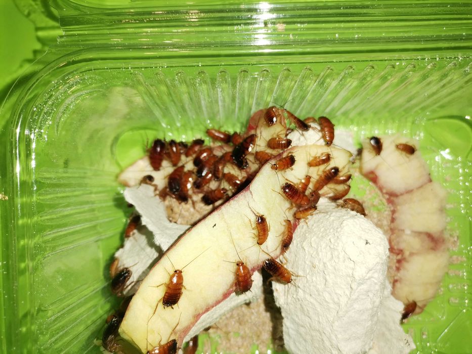 Karaczany Tureckie około 1cm Karmówka żywa