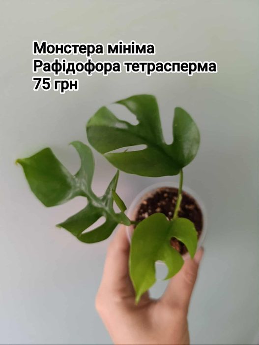 Монстера мініма рафідофора тетрасперма