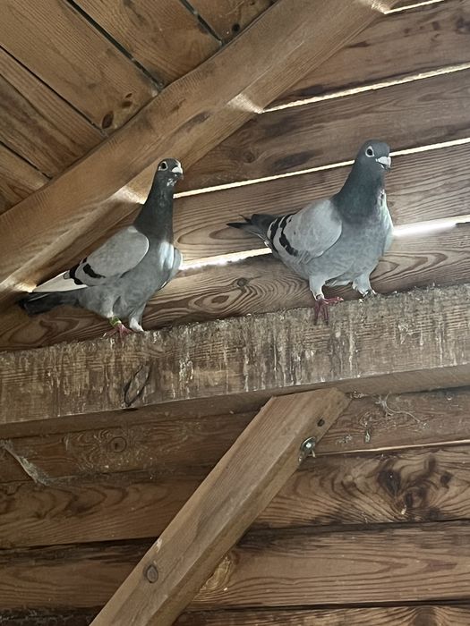 Golebie pocztowe oddam …….