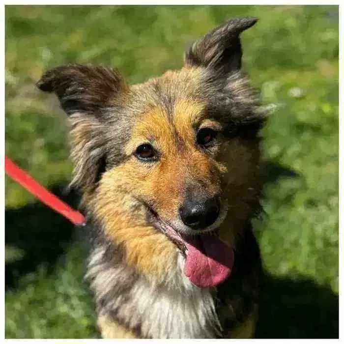 Молодой пес Ден ищет дом