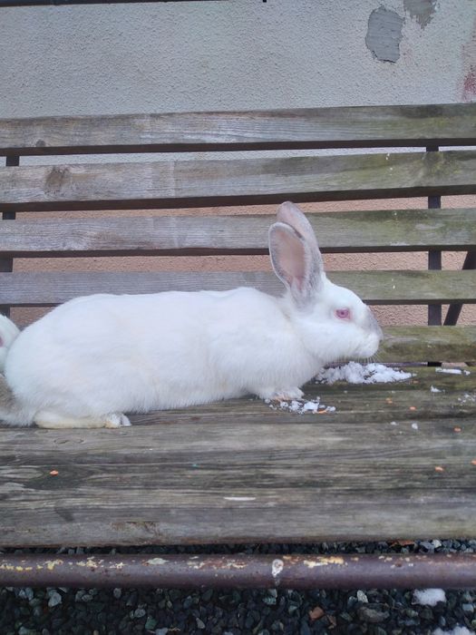 Króliki młode i dorosłe