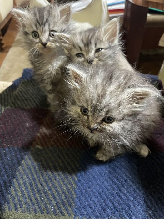 кошенята британської кішки