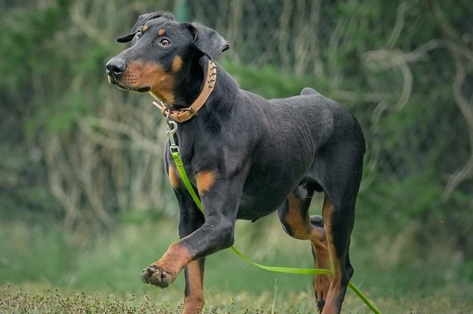 Lucky do adopcji!