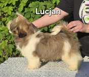 Piesek Shih tzu ZKWP