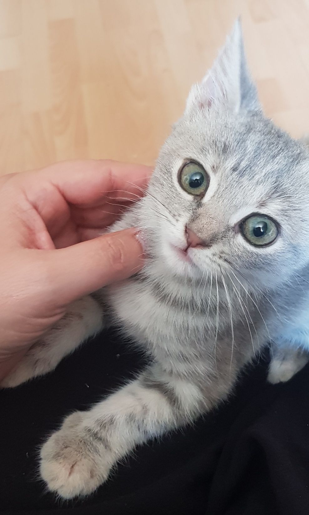 Кошечка принцесса Серебринка ищет своего человека :))