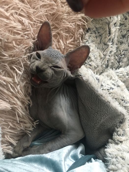 Канадский сфинкс , голубой ,черний окрасы