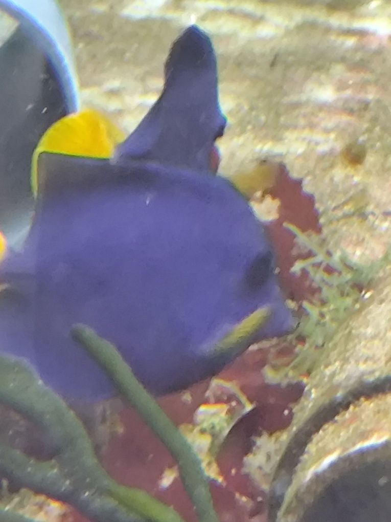 Zebrasoma xanthurus
