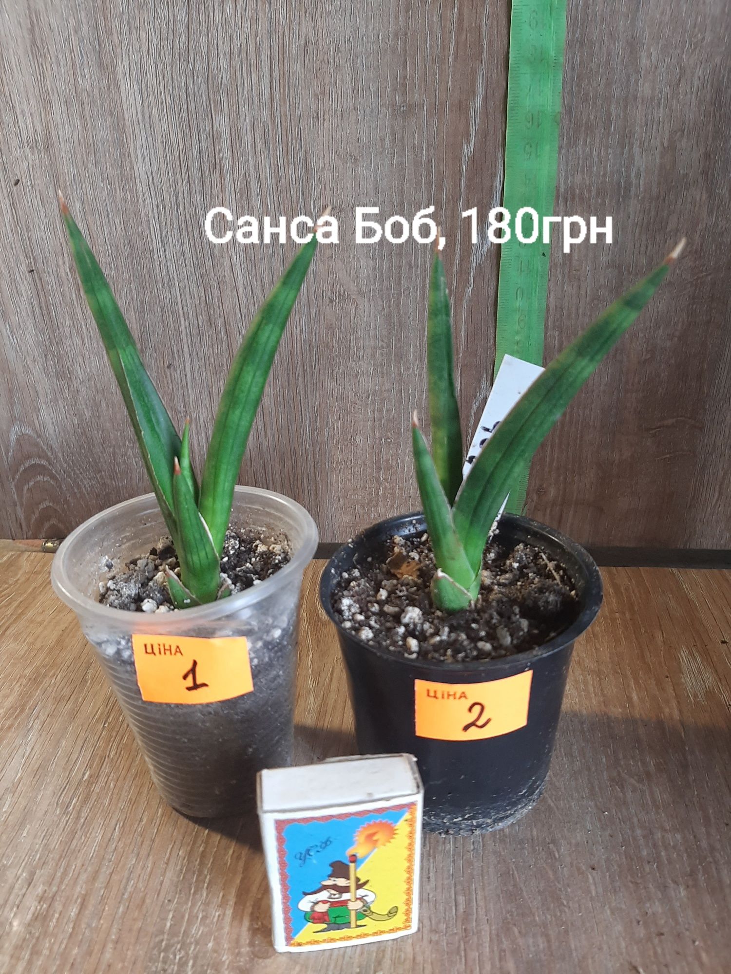 Продам сортові домашні сансівіерії