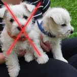 West Highland white terrier