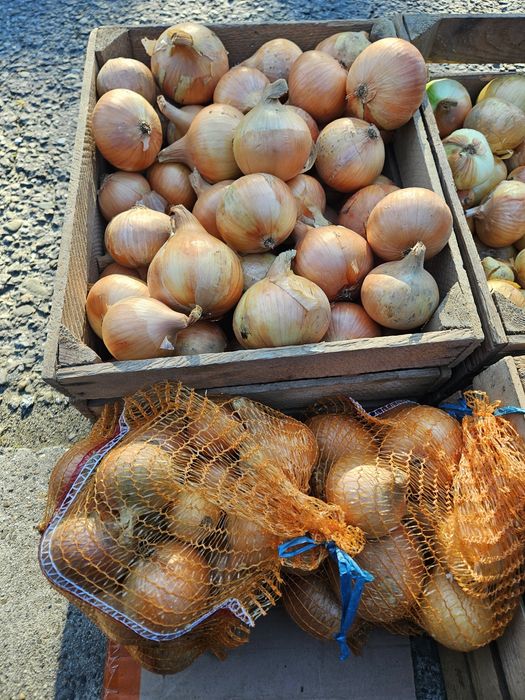 Cebula bardzo dobra do jedzenia
